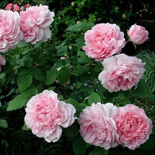 Roz - Trandafir copac cu trunchi înalt - cu flori tip trandafiri englezești - coroană dreaptă